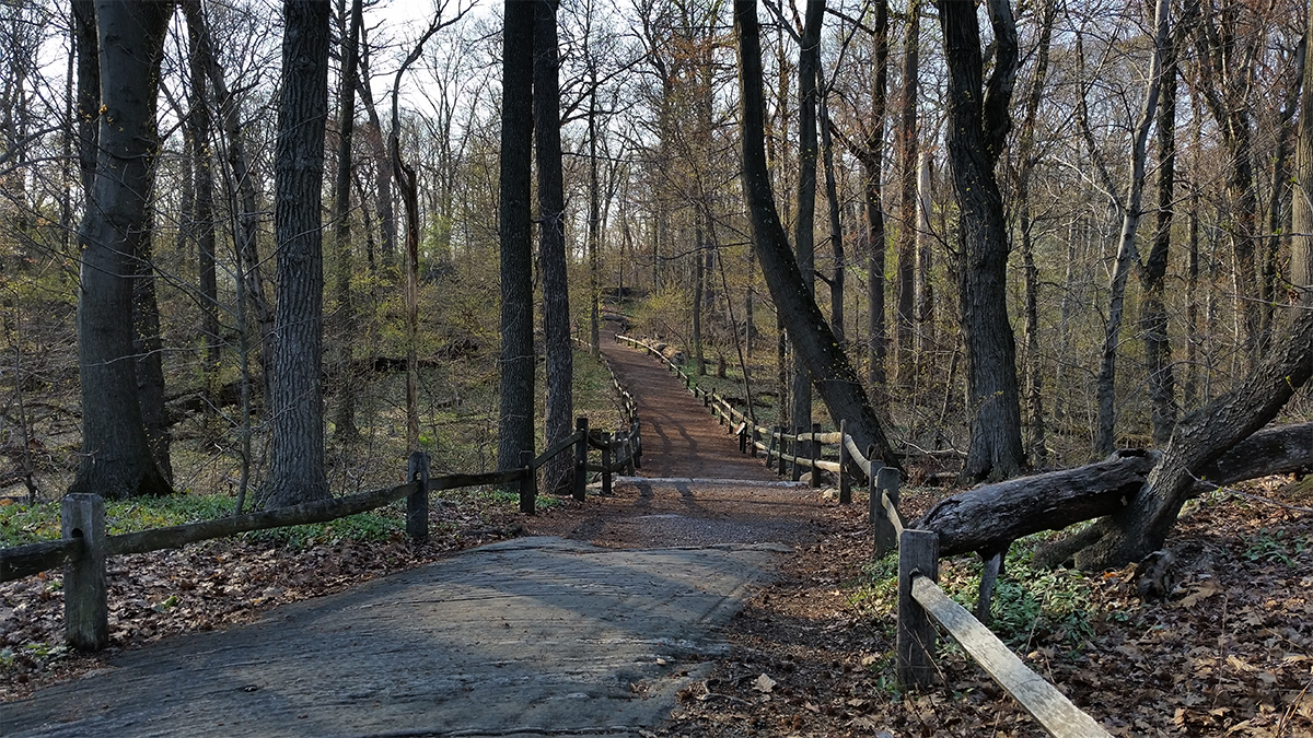 The Thain Family Forest at NYBG/©welcome2thebronx
